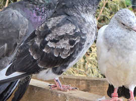 Fancy pigeon