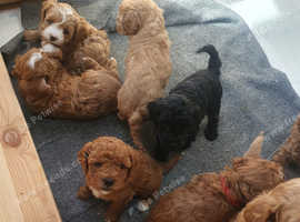 F1BB Cavapoo pups