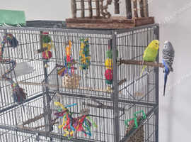 Budgies and two cages