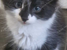 Beautiful Maine Coon