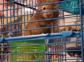 Beautiful female Syrian hamster