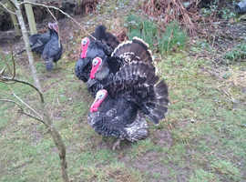 bronze turkey stags