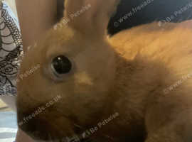 Rabbit