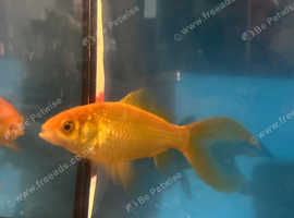 Gold fish with tank