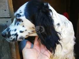 English setter puppies available