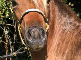 Stunning Silver Bay Mare