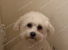 2 Year Old Bichon Frise in Hull HU3 on Freeads Classifieds - Bichon ...