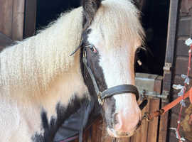 Maxi cob colt yearling Lionheart bred