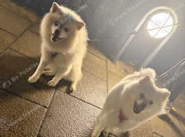 NOT RELATED FEMALE & MALE Japanese spitz