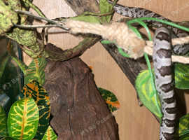 2 Year old Anery Corn snake