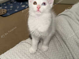 Turkish angora 1 year 6 months