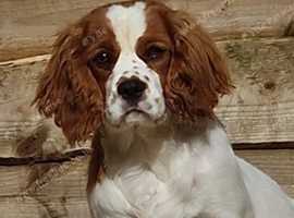 Stunning chunky KC cavalier  King Charles for stud