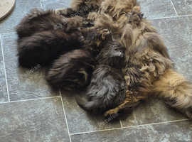 Stunning Siberian kittens