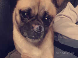 DO NOT MESSAGE IF YOUR JUST GOING TO IGNORE OR NOT HAVE HER 5 year old pug cross urgent please help