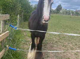 Beautiful 2 year old for loan
