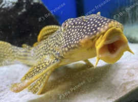 Pleco Sunshine pleco ,