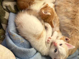 3 kittens looking for forever homes