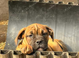 Ready now  old English bulldog only 5 available