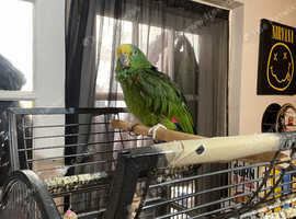 Amazon parrot