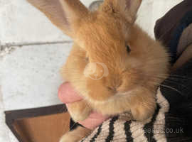 Giant bunnies best sale for adoption