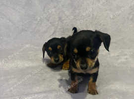 Chihuahua x dachshund puppies