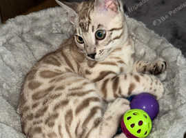 3 month old bengal male kitten for sale