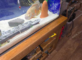 Free Breeding pair of oscars complete set up