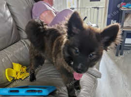 Rambo the pomskie