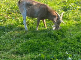 Pygmy Billy goat 15mths old