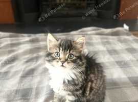 Long haired kitten