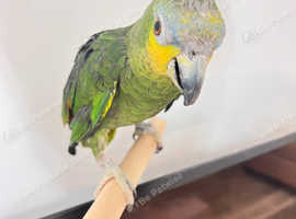Stunning young Amazon Parrot for sale