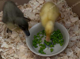 5 female 2 male runner ducklings