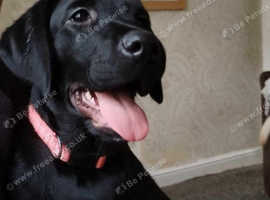 Labrador rehoming 2024 north east