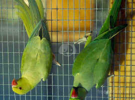 Indian ring neck breading pair