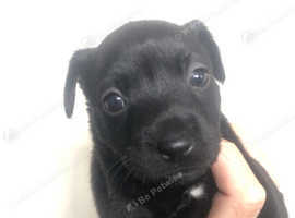 Patterdale terrier pups