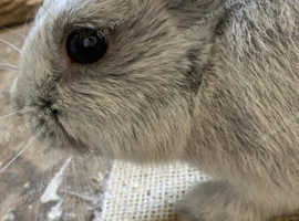 6 month old male rabbit