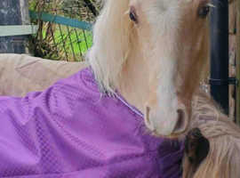 Alwyn -  Yearling Palomino Section A X Cob Gelding