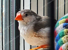 Pied Zebra Finches