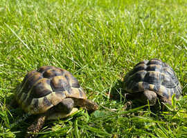Two Hermanns Tortoises