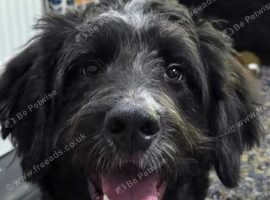 Bernedoodle male 11 months old