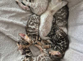 TICA registered, Health screened Bengals