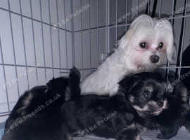 Adorable tini Malchi puppies