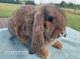 Baby German Lop Doe Available Now