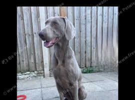 Gorgeous Weimaraner Girl For Sale