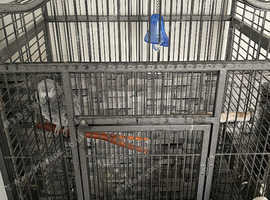 African Grey For Sale