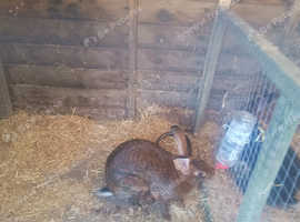 Belgian hares