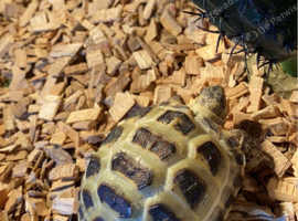 Baby tortoise for sale,comes with cage,lambs,water bowl and wooden bridge