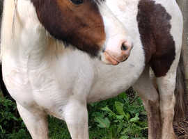 Cob mare skewbald
