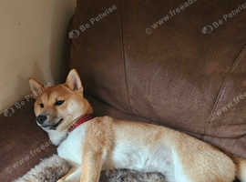 Shiba Inu