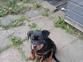 Rottweiler pup